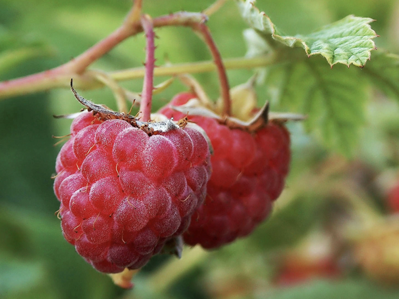 Plantogram Raspberry Bush. Oprah magazine recommended. Ultimate Mother's Day Gift Guide
