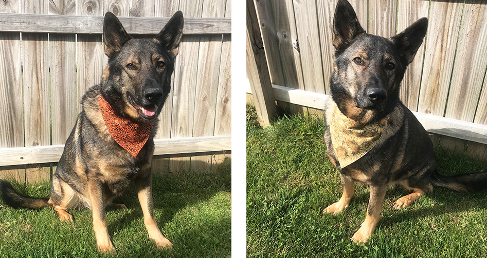 Mutts & Meows Pet Accessories
